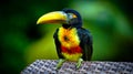 Aracari