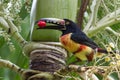 Aracari Toucan