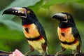 Aracari Tucan Royalty Free Stock Photo