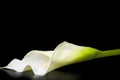 White flowers on black background white calla ca