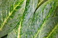 Araceae - Dieffenbachia ( Diffenbachid picta Schott ) Royalty Free Stock Photo