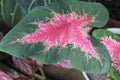 close up of ornamental taro leaves or two-colored taro (Malay),