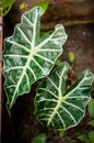 Araceae leaf, plant in garden