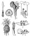 Araceae, Lemnaceae, Bromeliaceae, and Commelinaceae Orders vintage illustration