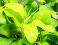 ARACEAE , Philodendron cv. Lemon Lime