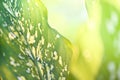 Araceae plant green leaves and sunlight summer nature blur background / Dumb cane ornamental plants