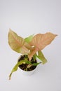 Araceae,Syngonium podophyllum,Syngonium hybrid Pink , Pink leaves on white pot isolated on nature background