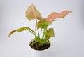 Araceae,Syngonium podophyllum,Syngonium hybrid Pink , Pink leaves on white pot isolated on white background