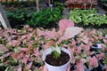 Araceae,Syngonium podophyllum,Syngonium hybrid Pink , Pink leaves on white pot on nature background