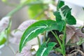 Araceae, Syngonium wendlandii Schott or Syngonium