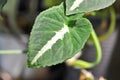 Araceae, Syngonium wendlandii Schott or Syngonium