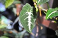 Araceae, Syngonium wendlandii Schott or Syngonium