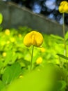 Arachis duranensis