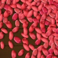 Arachis or peanuts background with red scattered nuts and beans