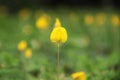 Arachis pintoi flower