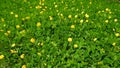 Arachis pintoi is growing and blooming yellow. Geraldo Pinto, Pinto Peanut Leguminosae-Papilionoideae