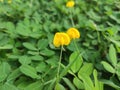 Arachis Pintoi with stunning yellow colors