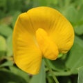 Arachis Pintoi Yellow Flower Royalty Free Stock Photo