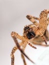 Arachnaphobia - scary spider Royalty Free Stock Photo