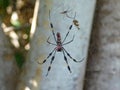 Florida great black and yellow spider Royalty Free Stock Photo