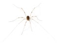 Arachnid Royalty Free Stock Photo