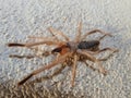 Arizona Sunspider crawling