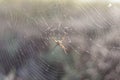 spider in the center of the web close-up Royalty Free Stock Photo