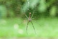 Arachnid Spider or Nephila Pilipes hanging on its web Royalty Free Stock Photo