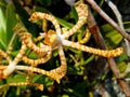 Arachnis flos-aeris the unique species of orchid plant Royalty Free Stock Photo
