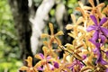 Arachnis orchids in orange yellow and magenta. Royalty Free Stock Photo