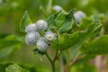 The arachnoid burdock Arctium tomentosum.Wild plants of Siberia Royalty Free Stock Photo