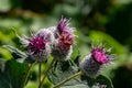 The arachnoid burdock Arctium tomentosum.Wild plants of Siberia Royalty Free Stock Photo