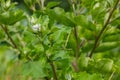 The arachnoid burdock Arctium tomentosum.Wild plants of Siberia Royalty Free Stock Photo