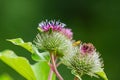 The arachnoid burdock Arctium tomentosum.Wild plants of Siberia Royalty Free Stock Photo