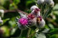 The arachnoid burdock Arctium tomentosum.Wild plants of Siberia Royalty Free Stock Photo