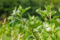 The arachnoid burdock Arctium tomentosum.Wild plants of Siberia Royalty Free Stock Photo