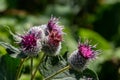 The arachnoid burdock Arctium tomentosum.Wild plants of Siberia Royalty Free Stock Photo