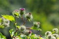 The arachnoid burdock Arctium tomentosum.Wild plants of Siberia