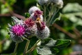 The arachnoid burdock Arctium tomentosum.Wild plants of Siberia