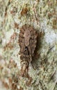 Aradus conspicuus on bark Royalty Free Stock Photo