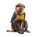 Arafed monkey with a long tail on Transparent Background - Ai Generated Royalty Free Stock Photo