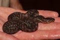 Arafura File Snake Royalty Free Stock Photo
