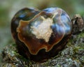 Aragonite from Peru carved into a polished heart on fibrous tree bark in the forest