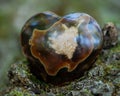 Aragonite from Peru carved into a polished heart on fibrous tree bark in the forest