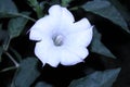 Datura stramonium flower other name is  thorn apple, stinkweed, angel's trumpet,  with tree. fresh white colour Dudura Royalty Free Stock Photo