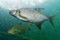 Aral Bream - Abramis brama The common bream, freshwater bream, bream, bronze bream or carp bream is a European species of