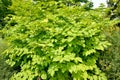 Aralia cordata Aralia cordata Thunb.. General view of the plant Royalty Free Stock Photo
