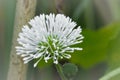 Aralia Cordata Royalty Free Stock Photo