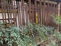 Aralia echinocaulis (Taipei City Penal Service Building) in the Zen Japanese-style architectural courtyard Royalty Free Stock Photo