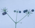 Aralia hispida fruits